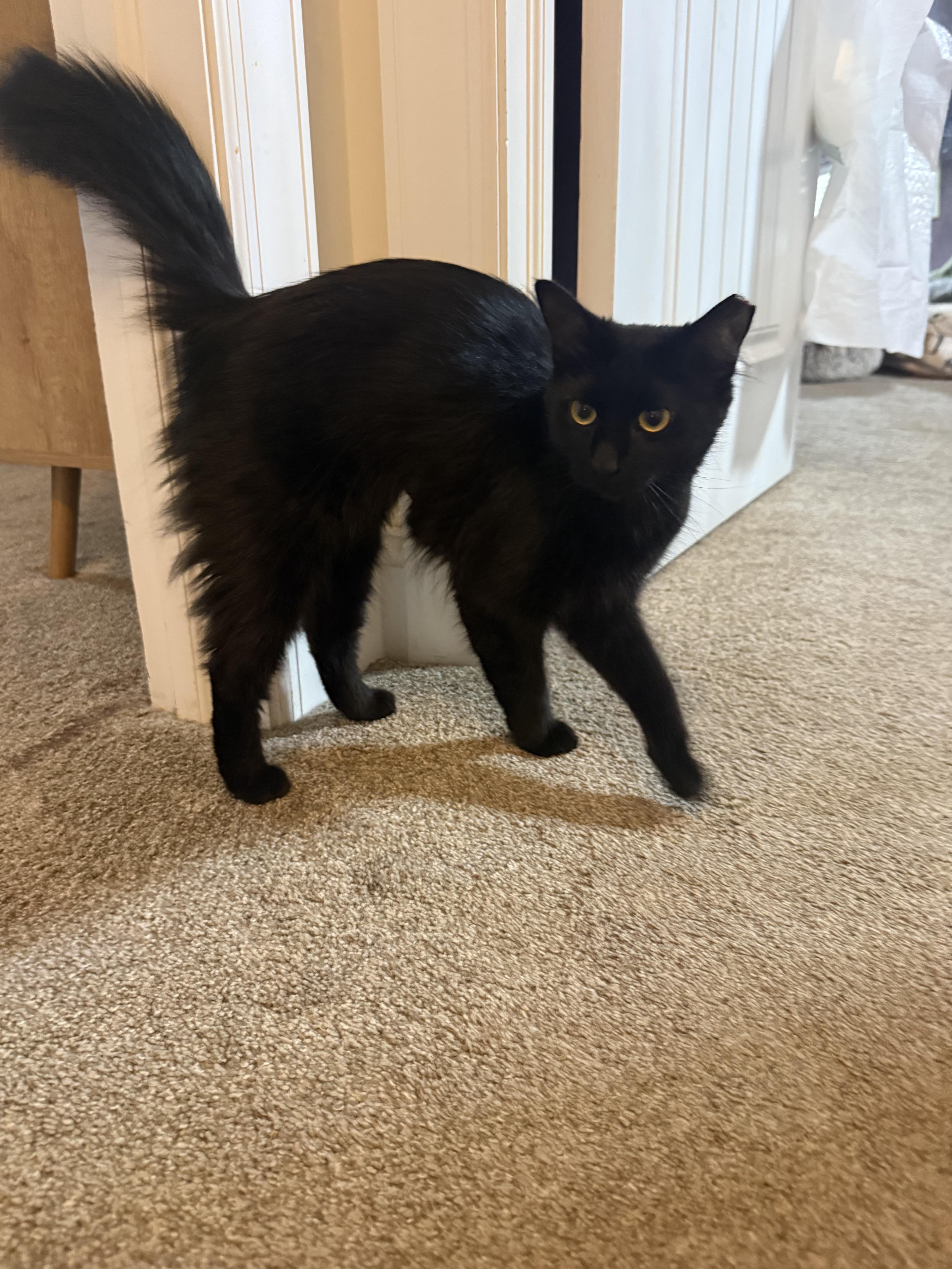 Enlarge Spooky Cobweb, a Adoptable Domestic Medium Hair in Galloway, NJ image 3/6