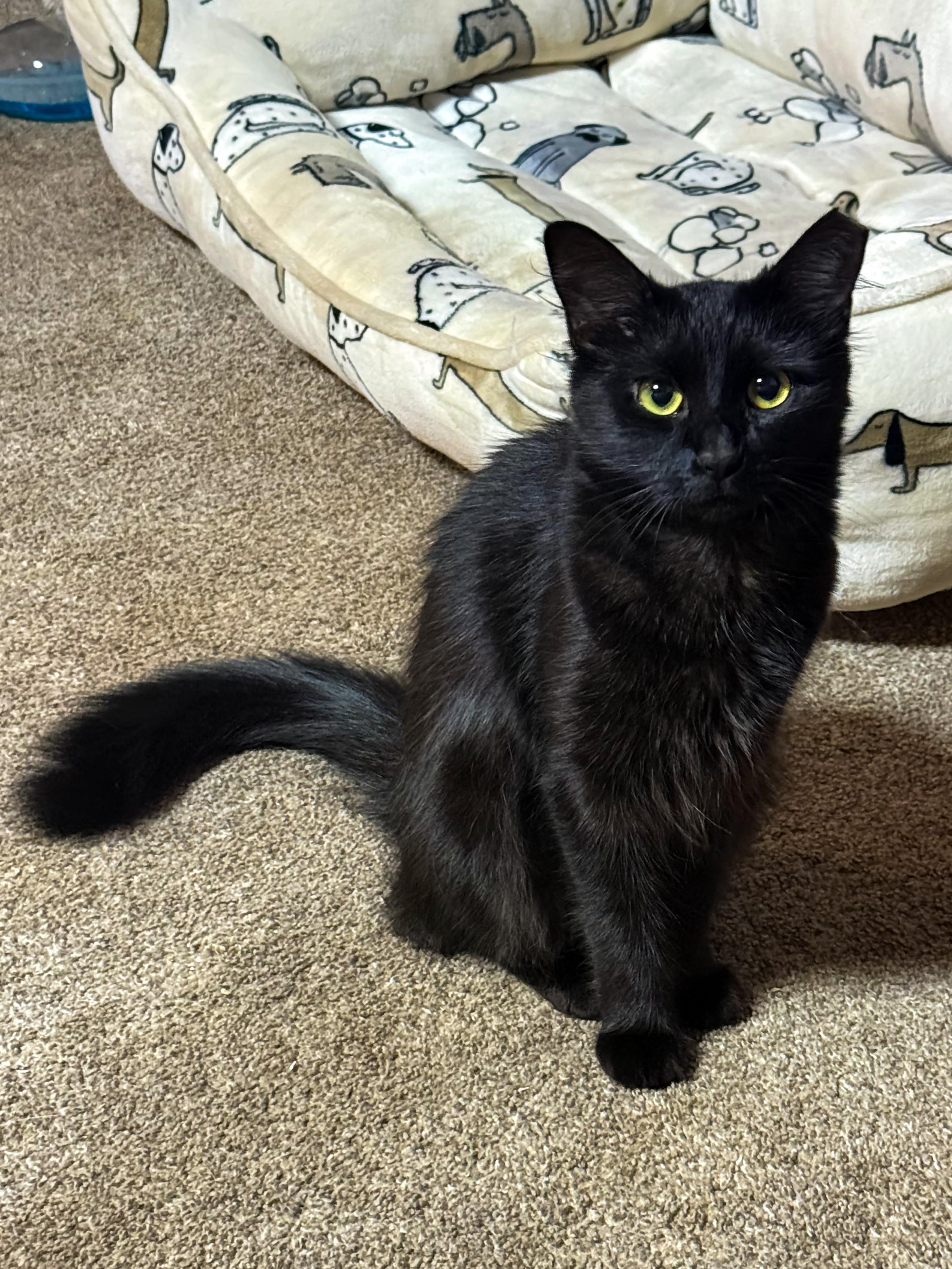 Spooky Cobweb, Adoptable, Kitten Female Domestic Medium Hair.