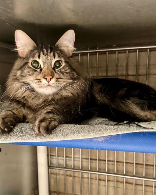 CHAOS, Adoptable, Young Male Domestic Medium Hair.