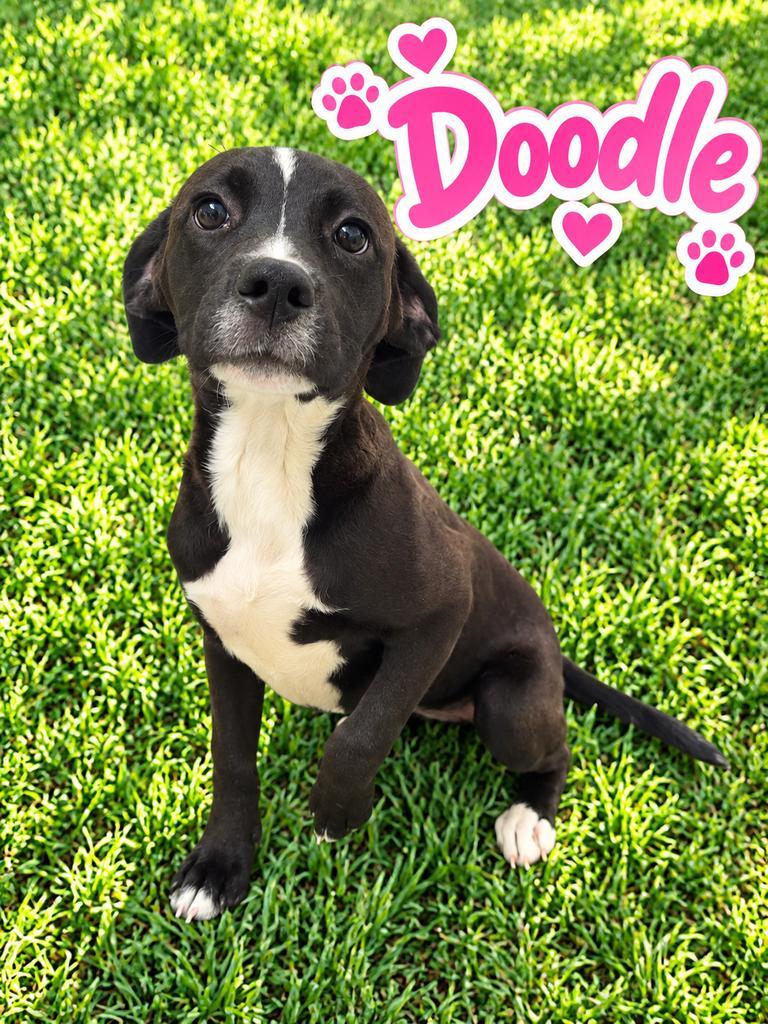 Enlarge Doodle, a Adoptable mixed breed in Livingston, LA image 1/2