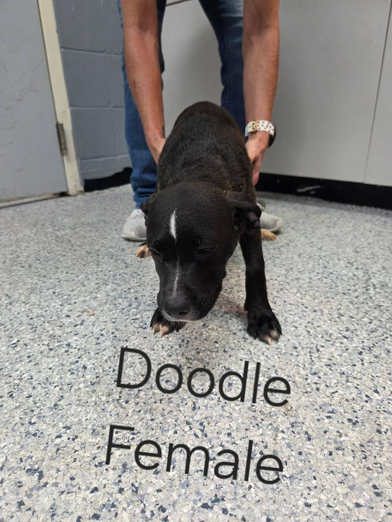 Enlarge Doodle, a Adoptable mixed breed in Livingston, LA image 2/2