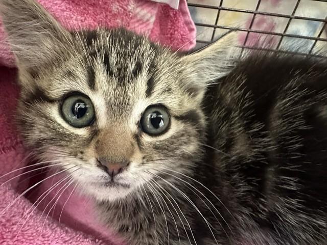 SCOUT, Adoptable, Kitten Male Domestic Short Hair.
