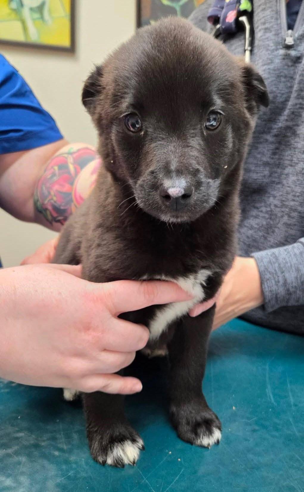 Spade, ADOPTABLE, Puppy Male Border Collie & German Shepherd Dog.