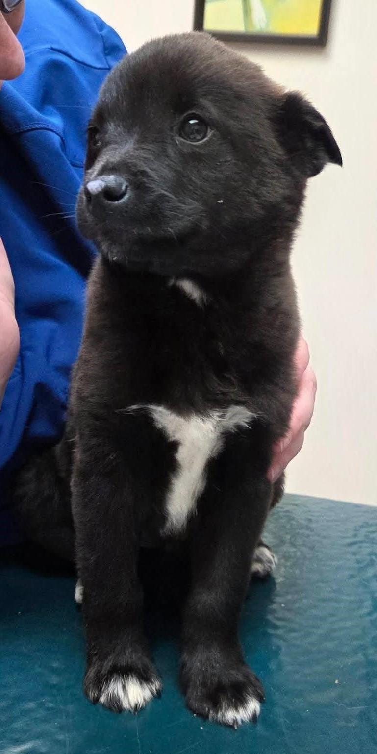 Enlarge Spade, a ADOPTABLE mixed breed in North Olmsted, OH image 2/2