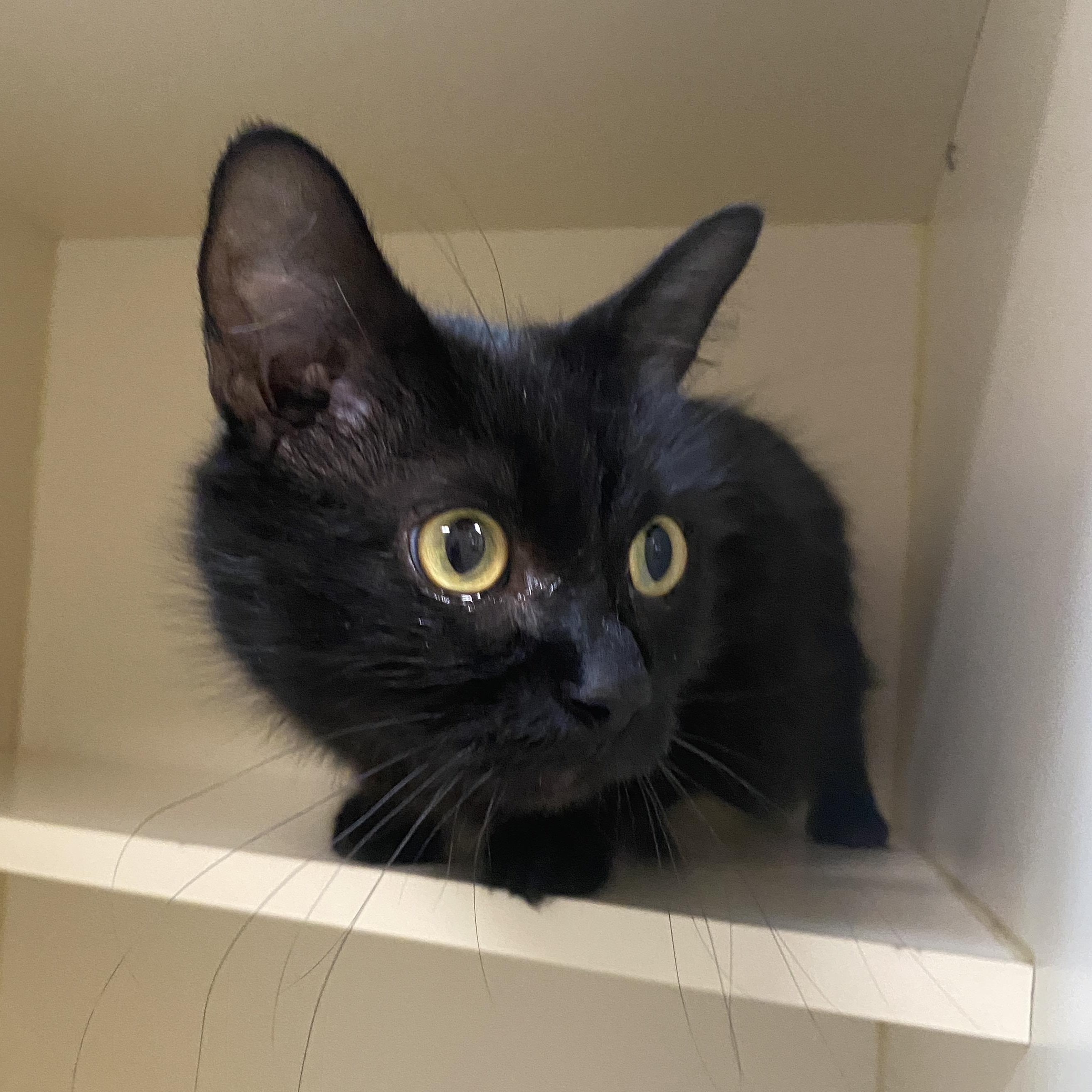 Enlarge Krystal, a Adoptable Domestic Short Hair in Elyria, OH image 3/5