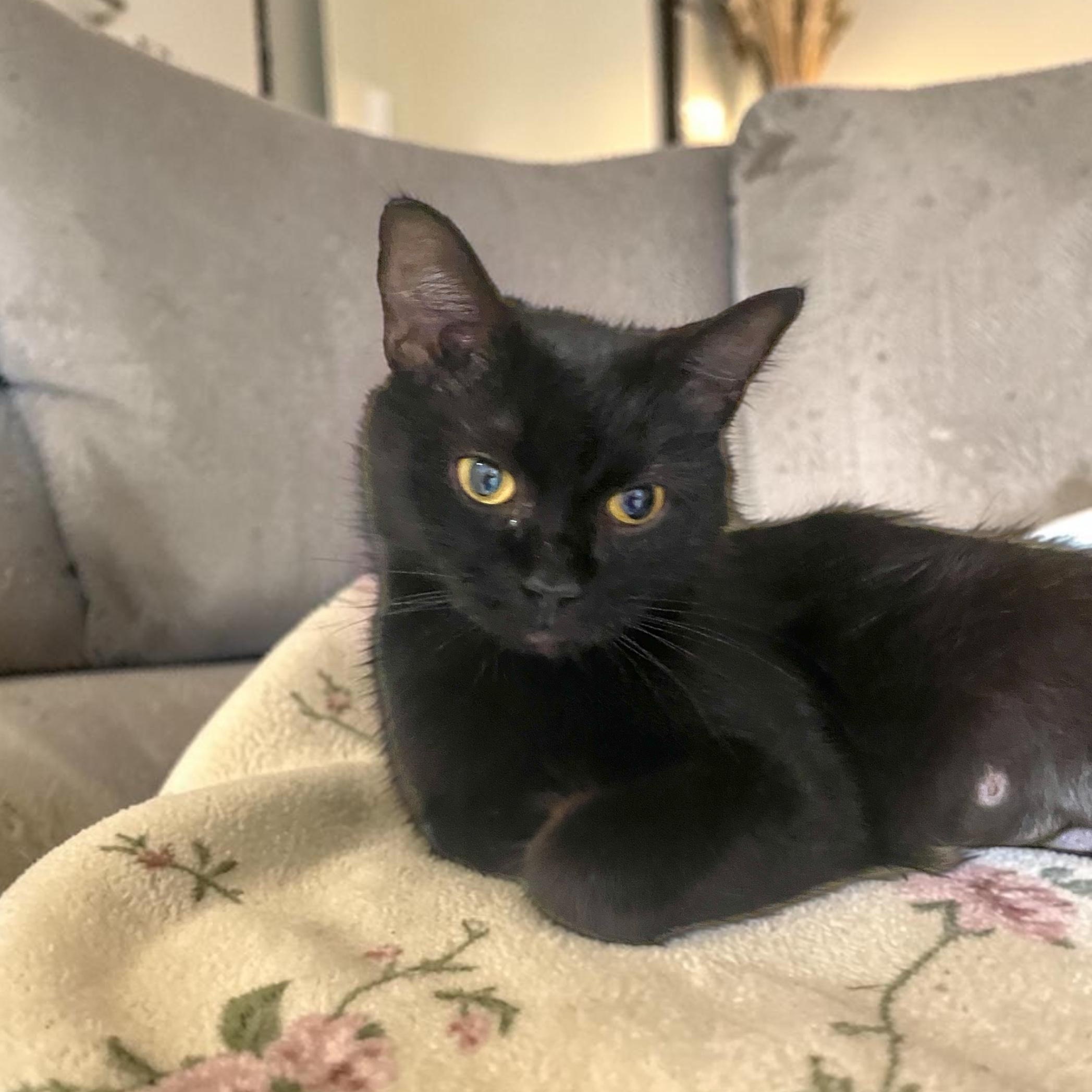 Enlarge Krystal, a Adoptable Domestic Short Hair in Elyria, OH image 2/5
