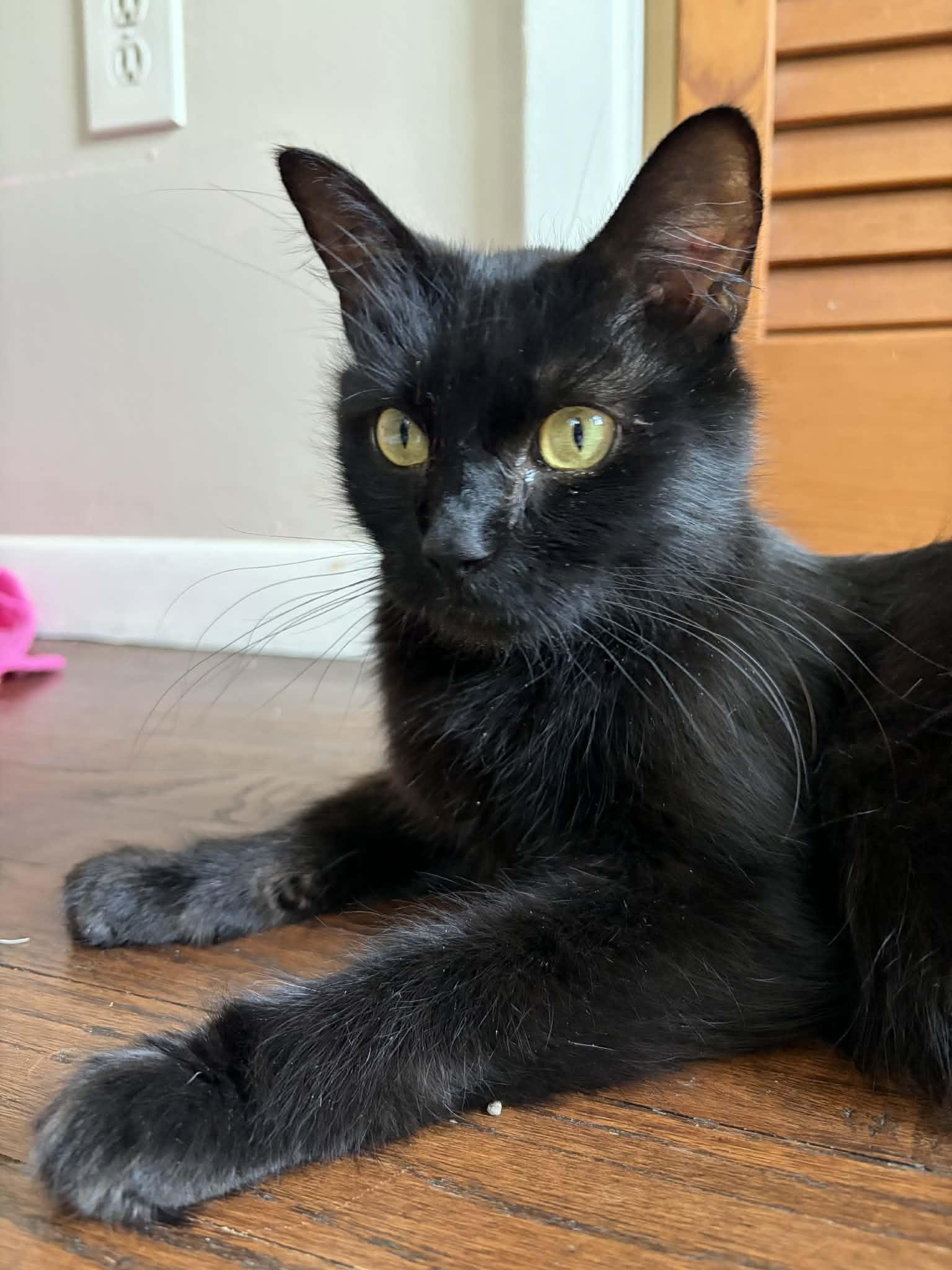 Enlarge Krystal, a Adoptable Domestic Short Hair in Elyria, OH image 1/5