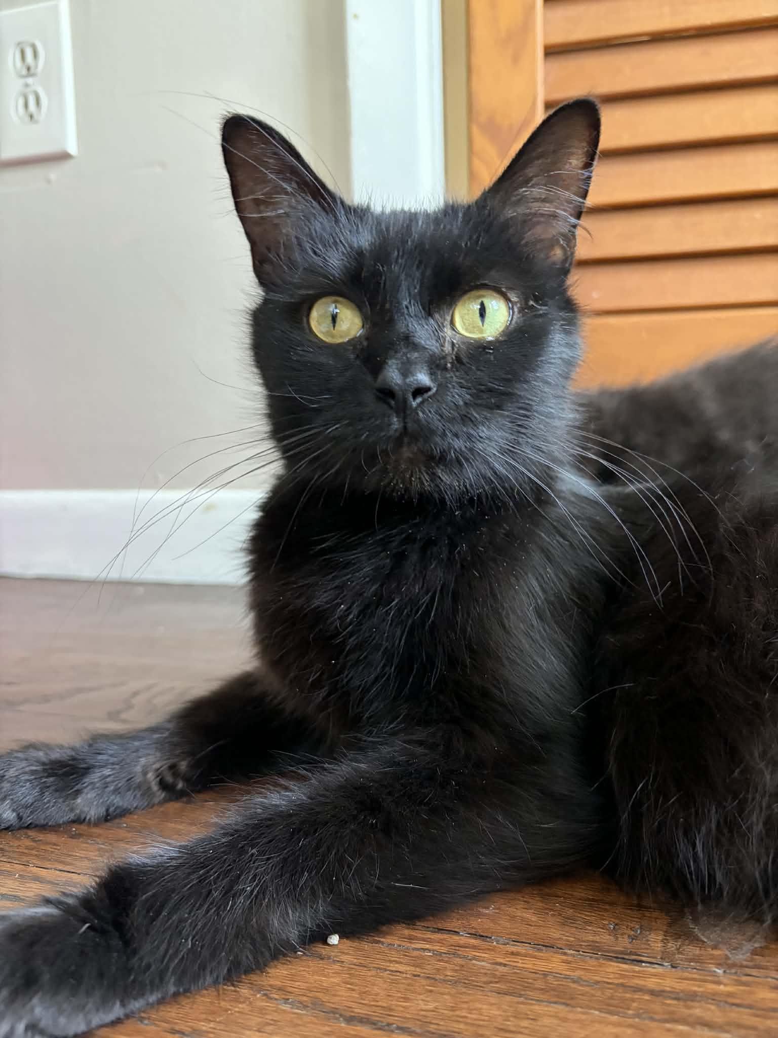 Enlarge Krystal, a Adoptable Domestic Short Hair in Elyria, OH image 4/5
