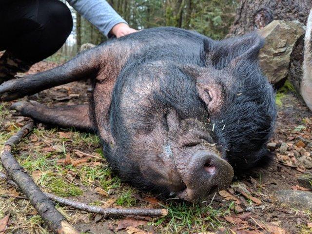 Enlarge Violet, a Adoptable Pot Bellied in Sultan, WA image 1/1