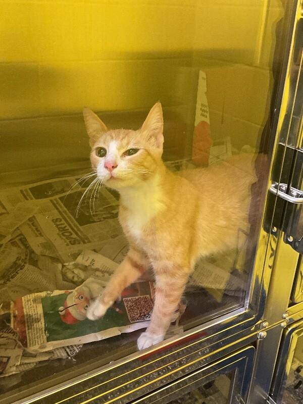 Cassidy, Adoptable, Adult Female Domestic Short Hair.