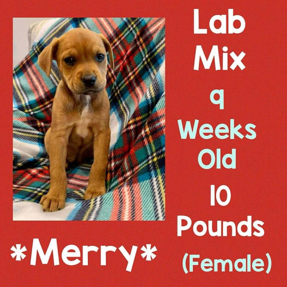 Enlarge Merry, a Adopted mixed breed in Amherst, NY image 1/1