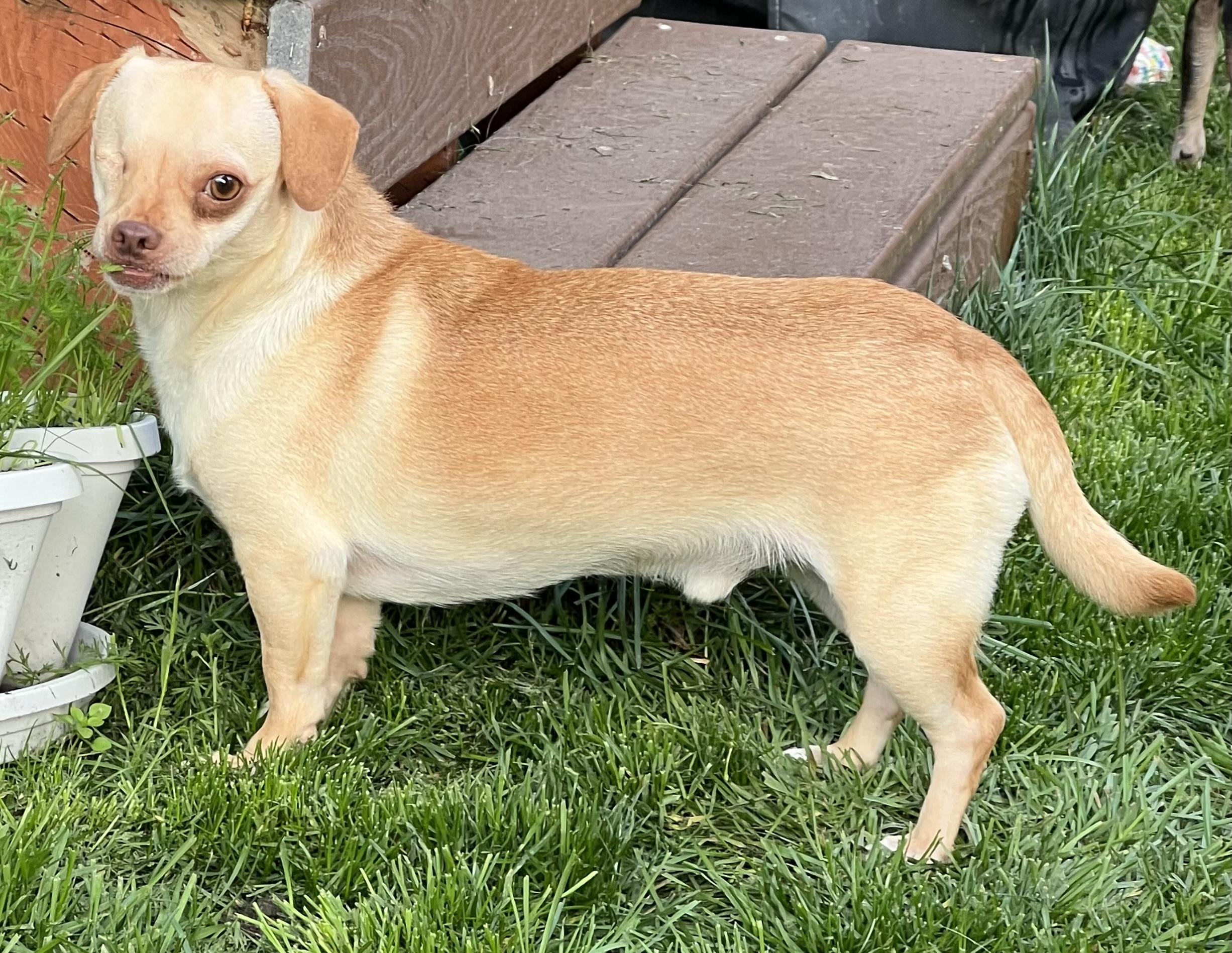 Nick, an adoptable Chihuahua in Anchorage, AK, 99507 | Photo Image 2