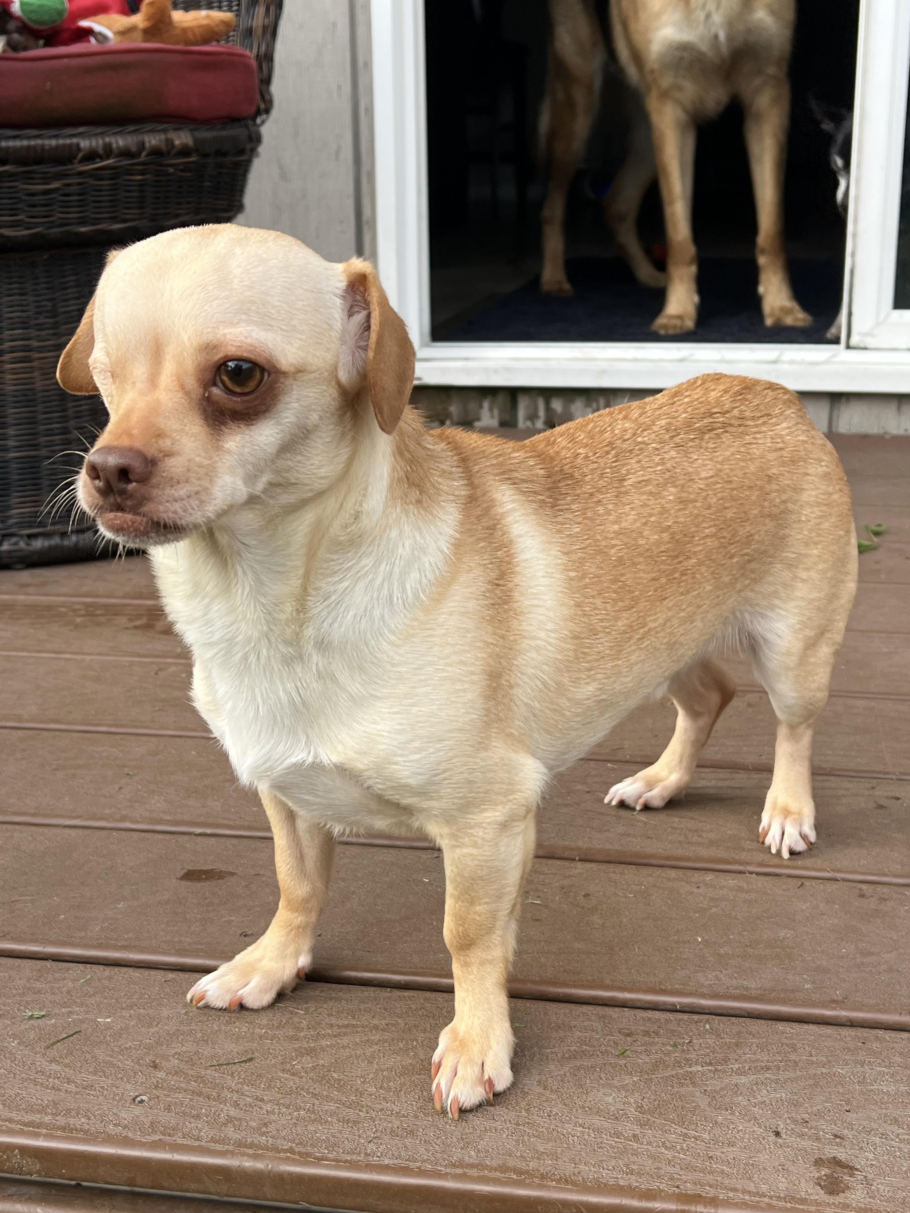 Nick, an adoptable Chihuahua in Anchorage, AK, 99507 | Photo Image 3