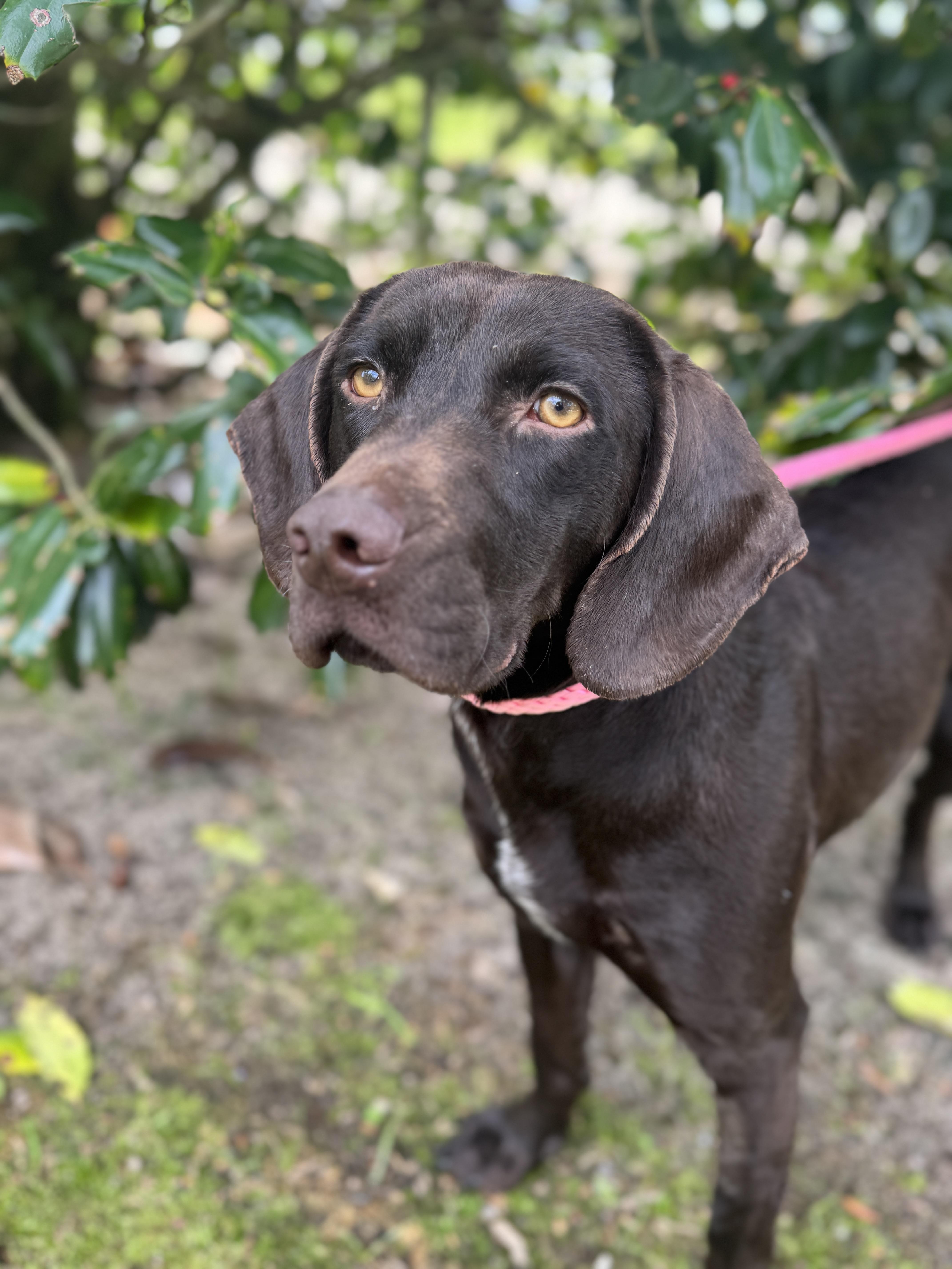 Enlarge Hattie, a ADOPTABLE mixed breed in Navarre, FL image 2/5