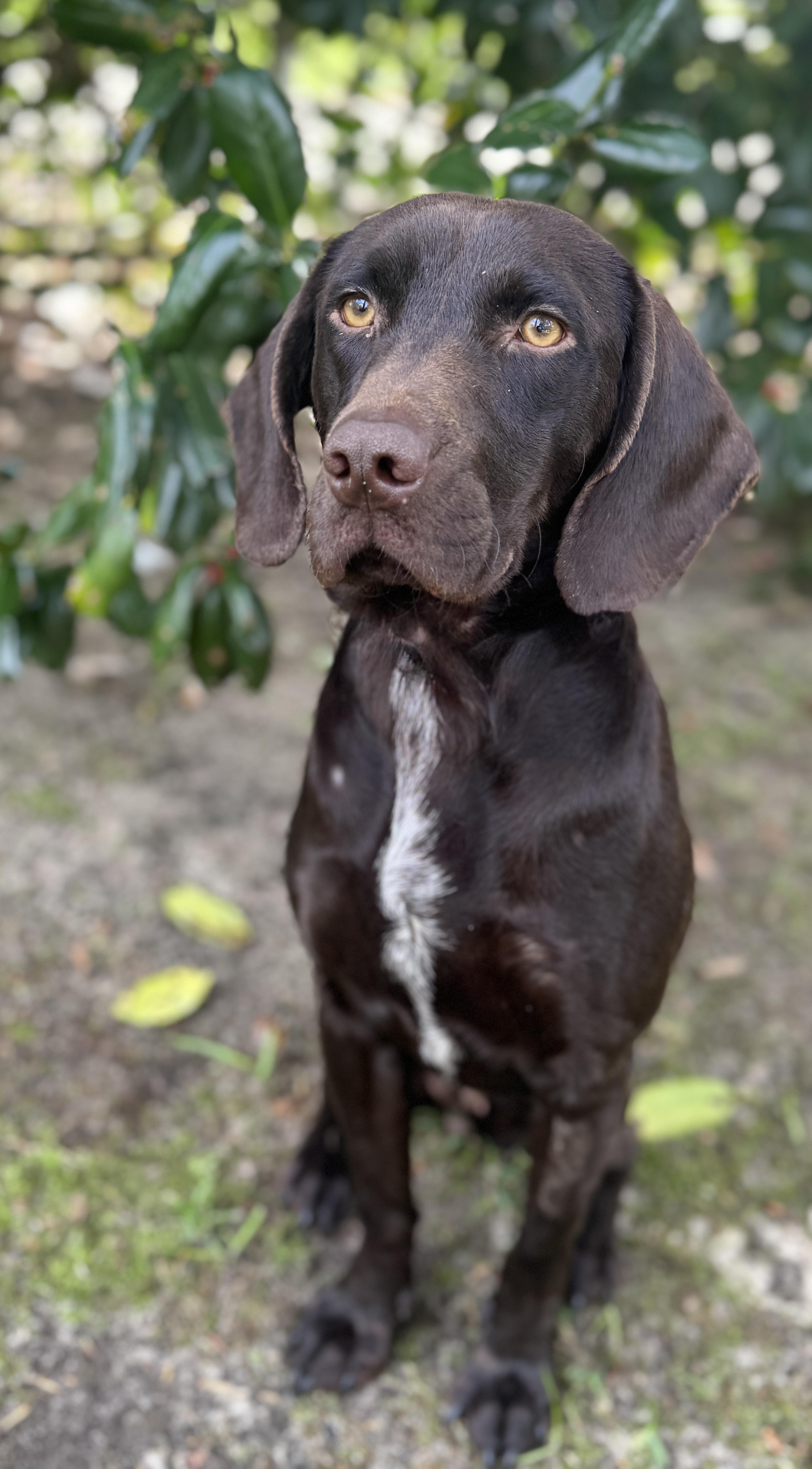 Enlarge Hattie, a ADOPTABLE mixed breed in Navarre, FL image 5/5
