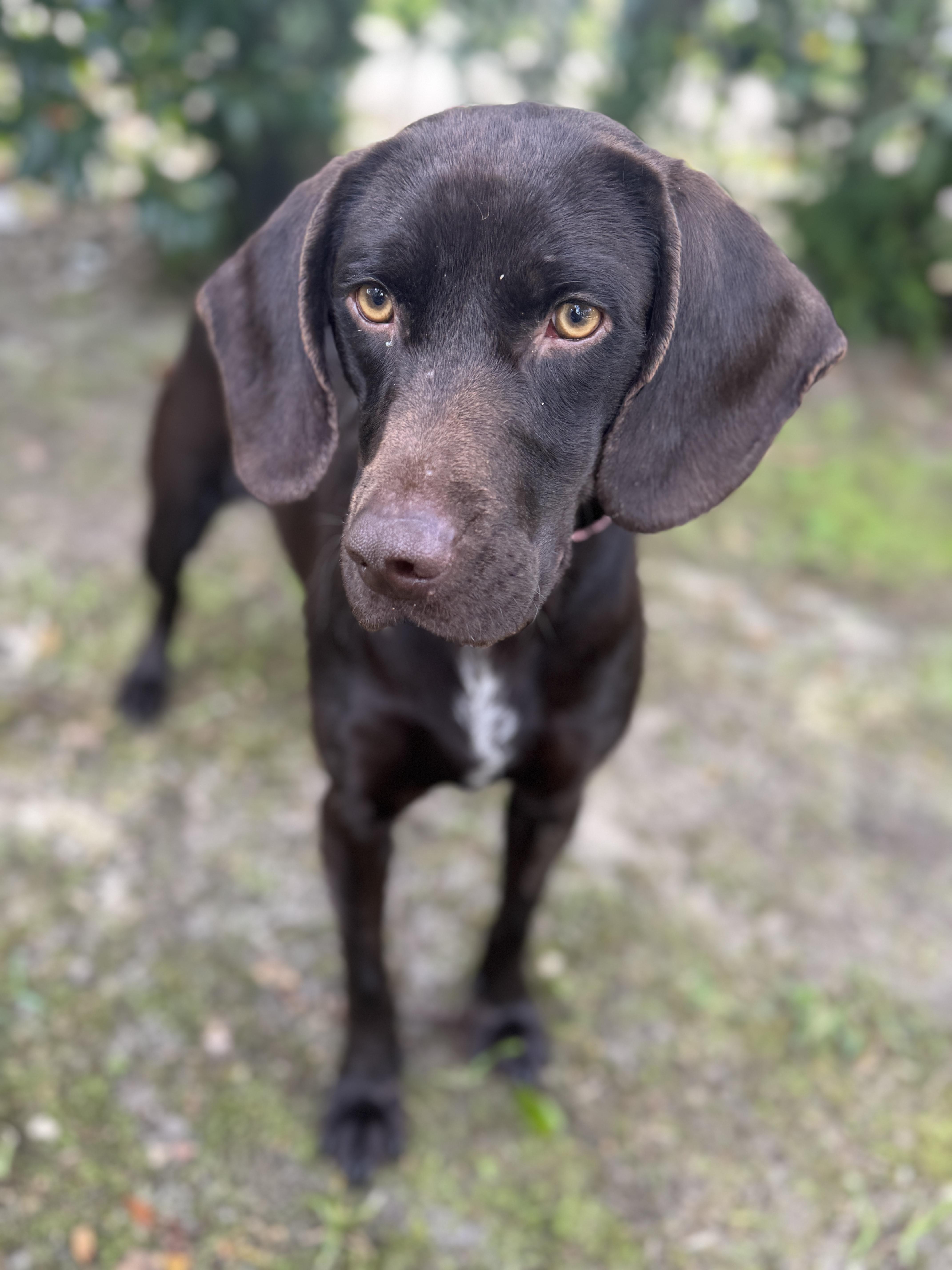 Enlarge Hattie, a ADOPTABLE mixed breed in Navarre, FL image 4/5