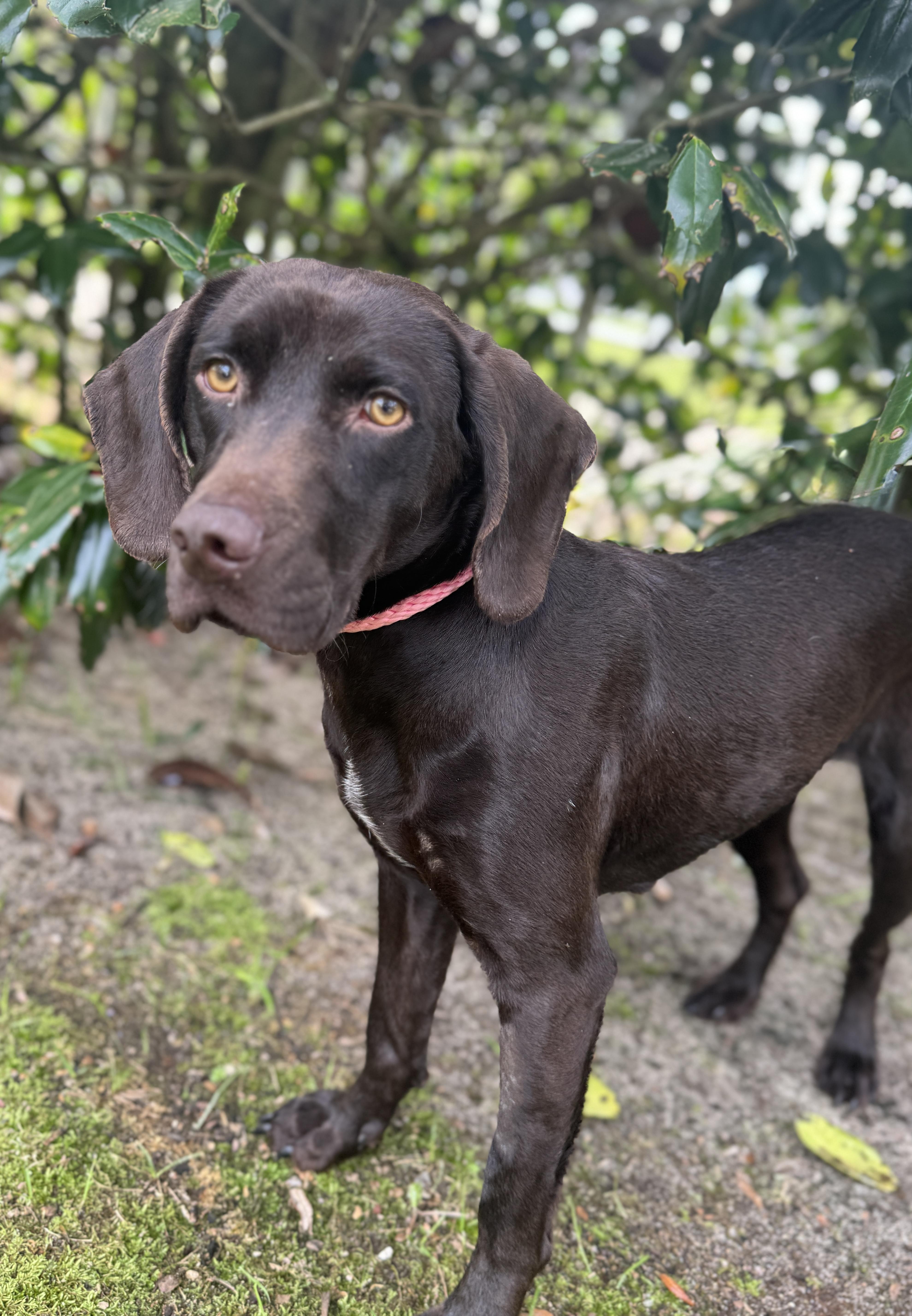 Enlarge Hattie, a ADOPTABLE mixed breed in Navarre, FL image 3/5