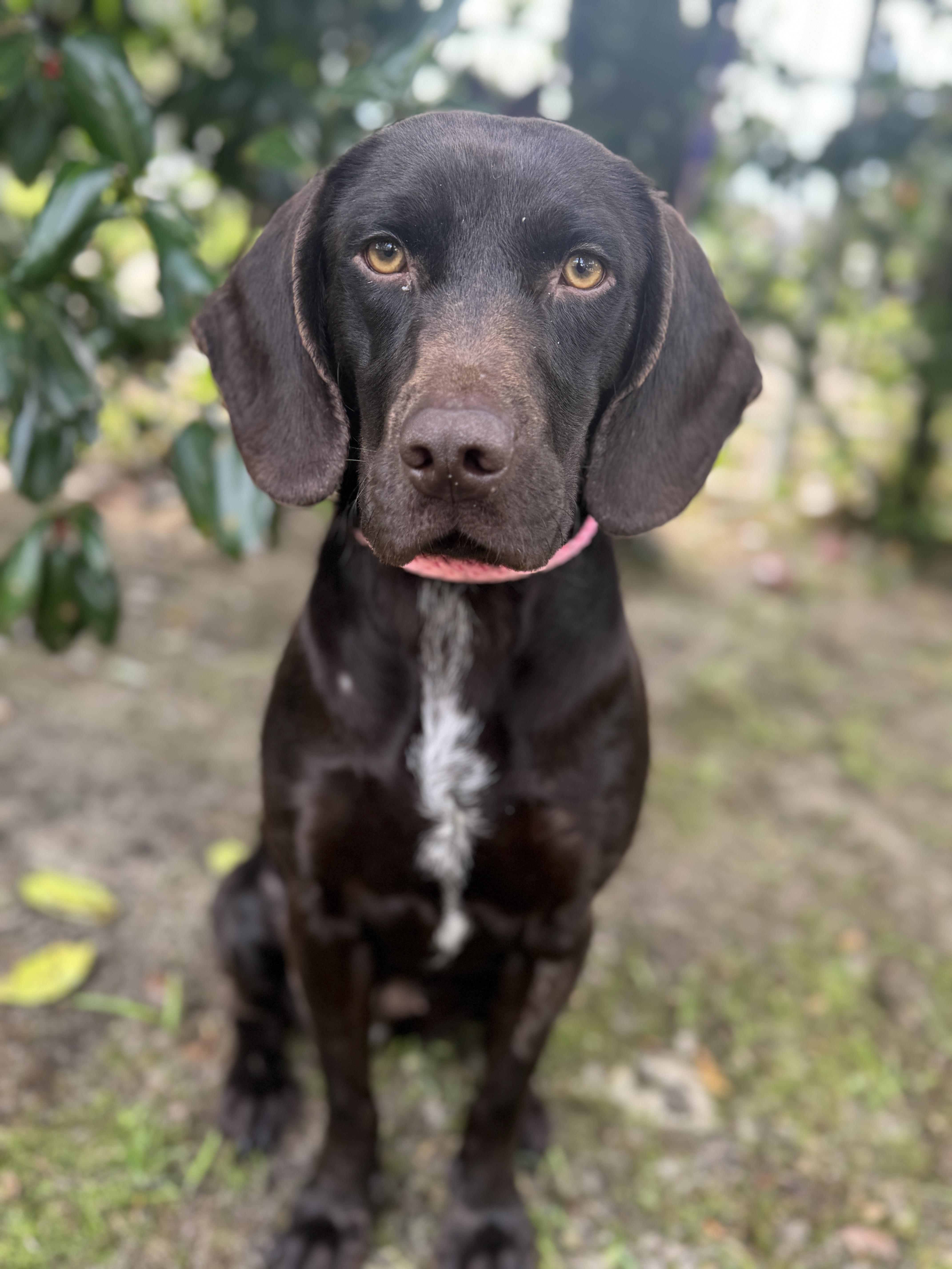Hattie, ADOPTABLE, Young Female Beagle & German Shorthaired Pointer.