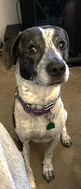 Enlarge CALLIE, a Adoptable mixed breed in Lexington, SC image 1/1