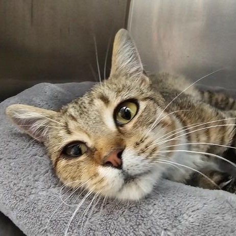 Maybelline, Adopted, Adult Female Domestic Short Hair.