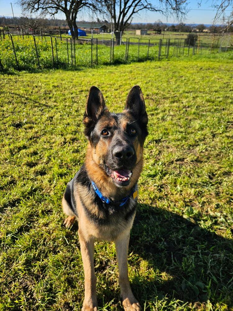 Enlarge Boomer, a Adoptable German Shepherd Dog in Fulton, CA image 1/6