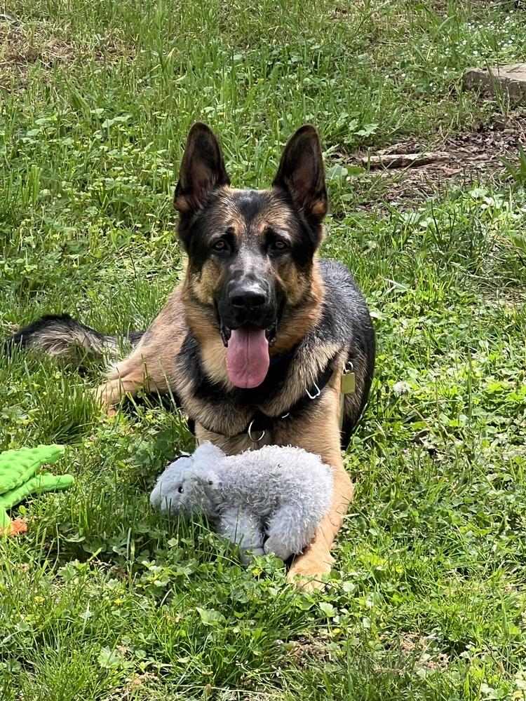 Enlarge Boomer, a Adoptable German Shepherd Dog in Fulton, CA image 2/6