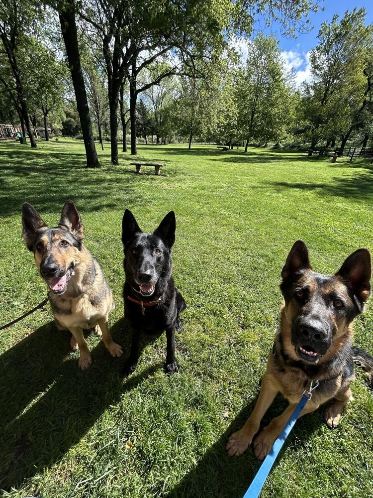 Enlarge Boomer, a Adoptable German Shepherd Dog in Fulton, CA image 4/6