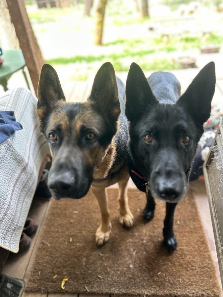 Enlarge Boomer, a Adoptable German Shepherd Dog in Fulton, CA image 5/6