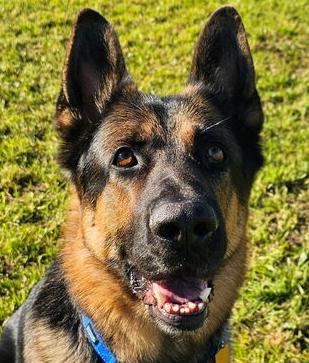 Enlarge Boomer, a Adoptable German Shepherd Dog in Fulton, CA image 6/6