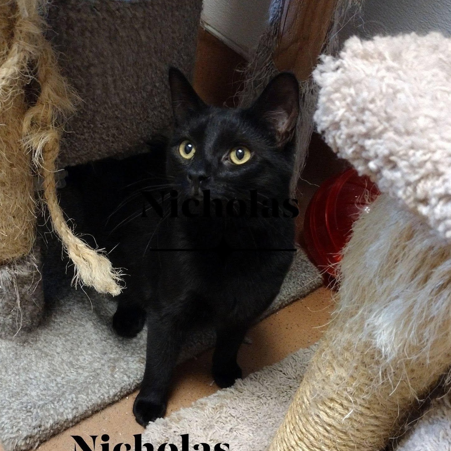 Enlarge Nicholas, a ADOPTABLE Domestic Short Hair in Monroe, OH image 1/1
