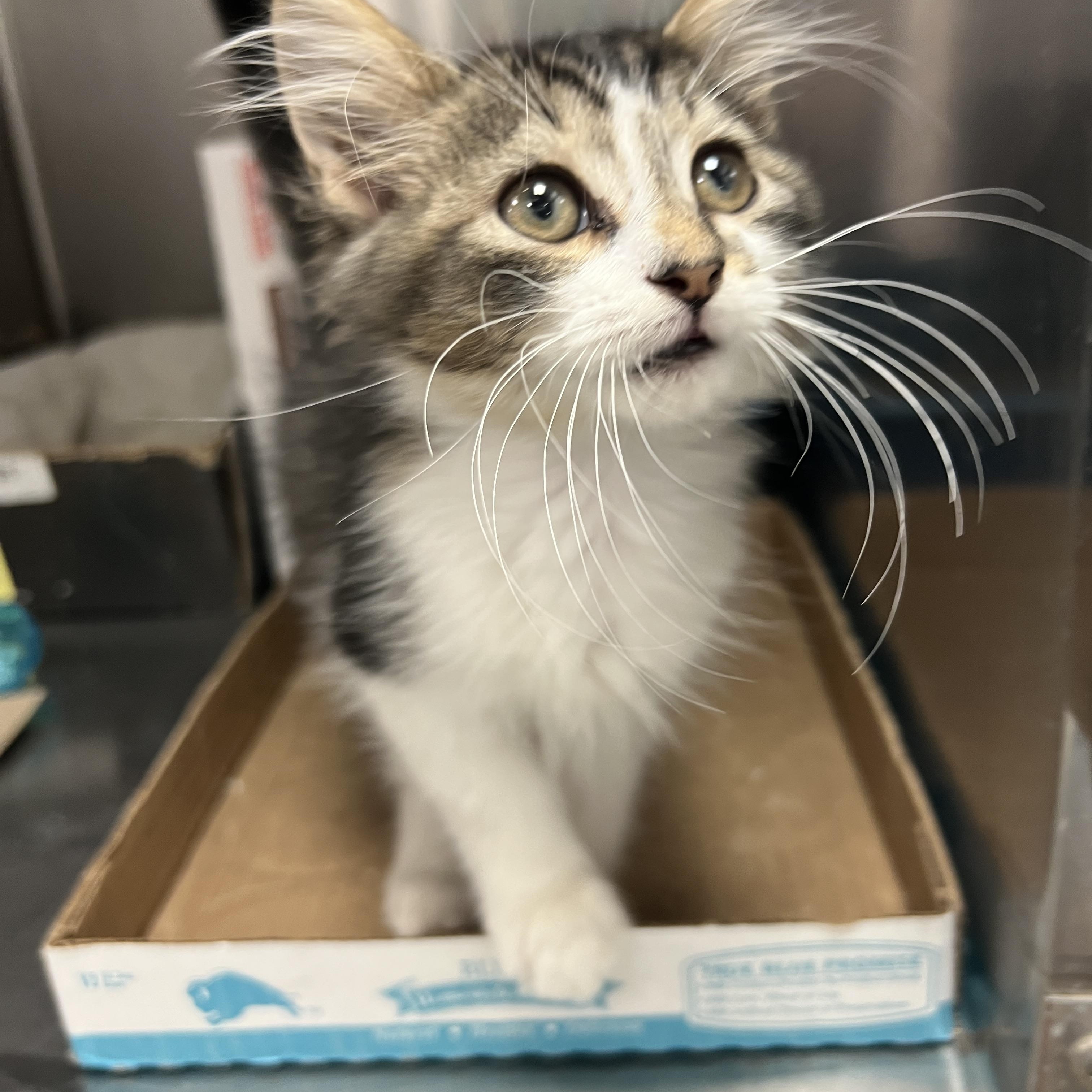 Falcon (pre-adopt until neutered)