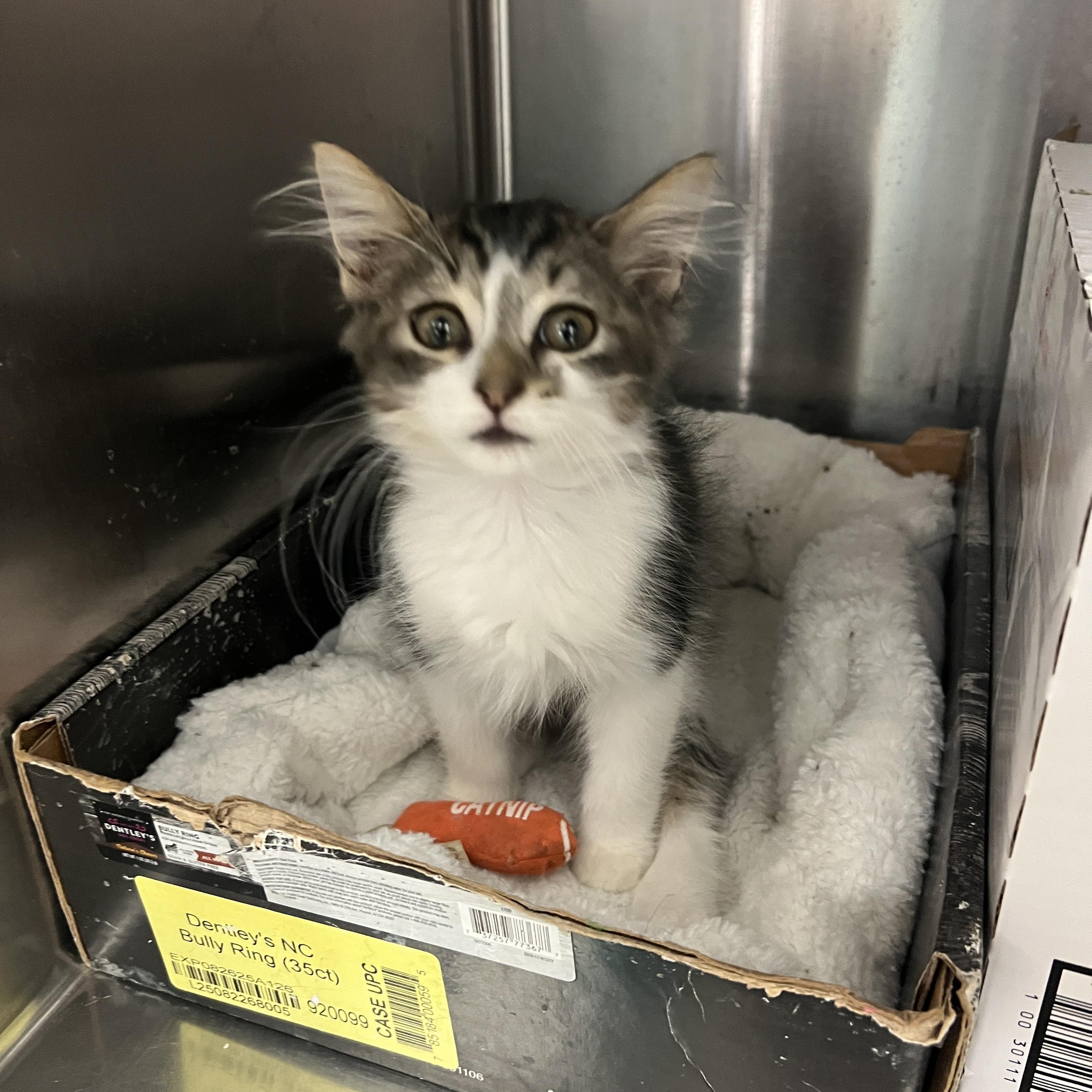 Falcon (pre-adopt until neutered)