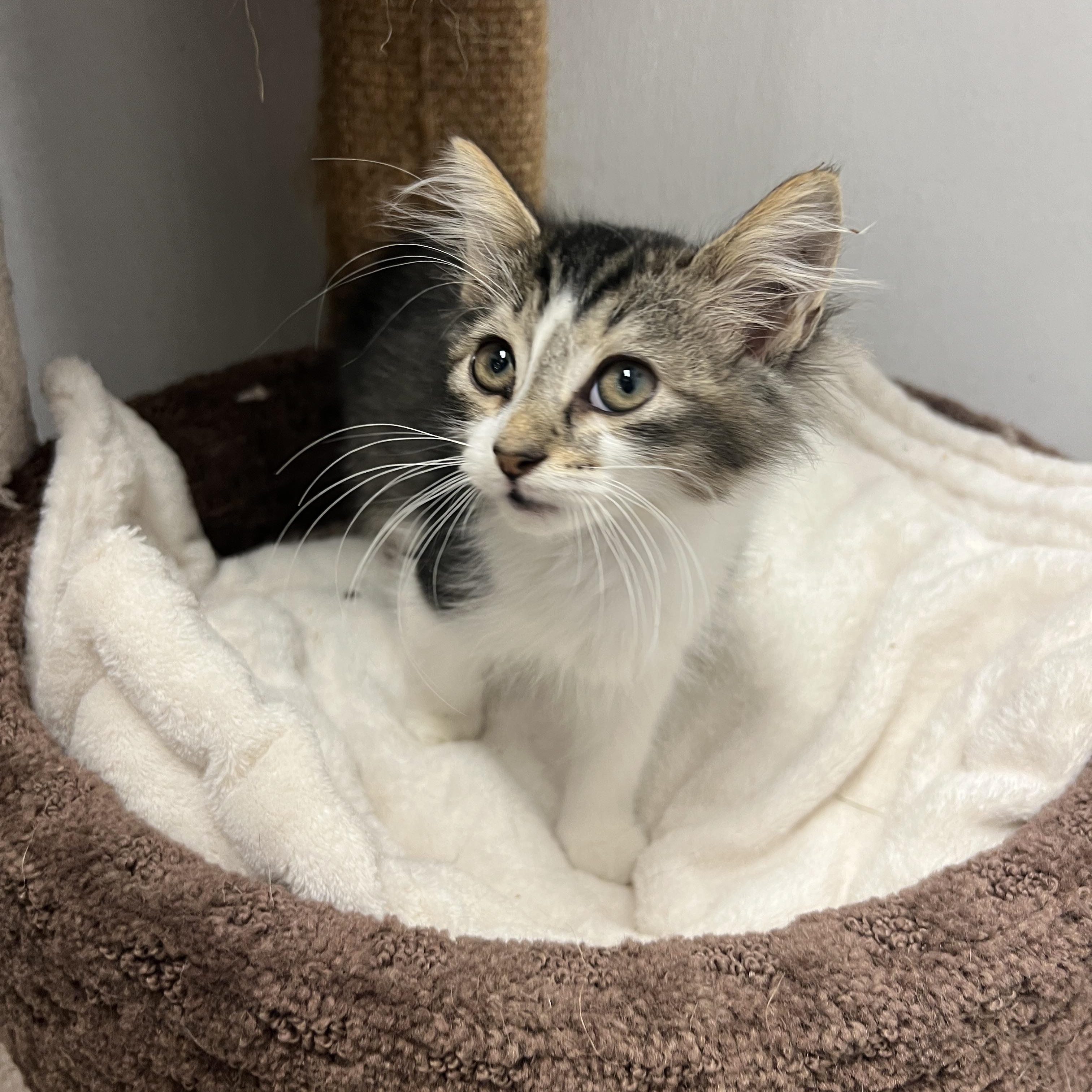 Falcon (pre-adopt until neutered)