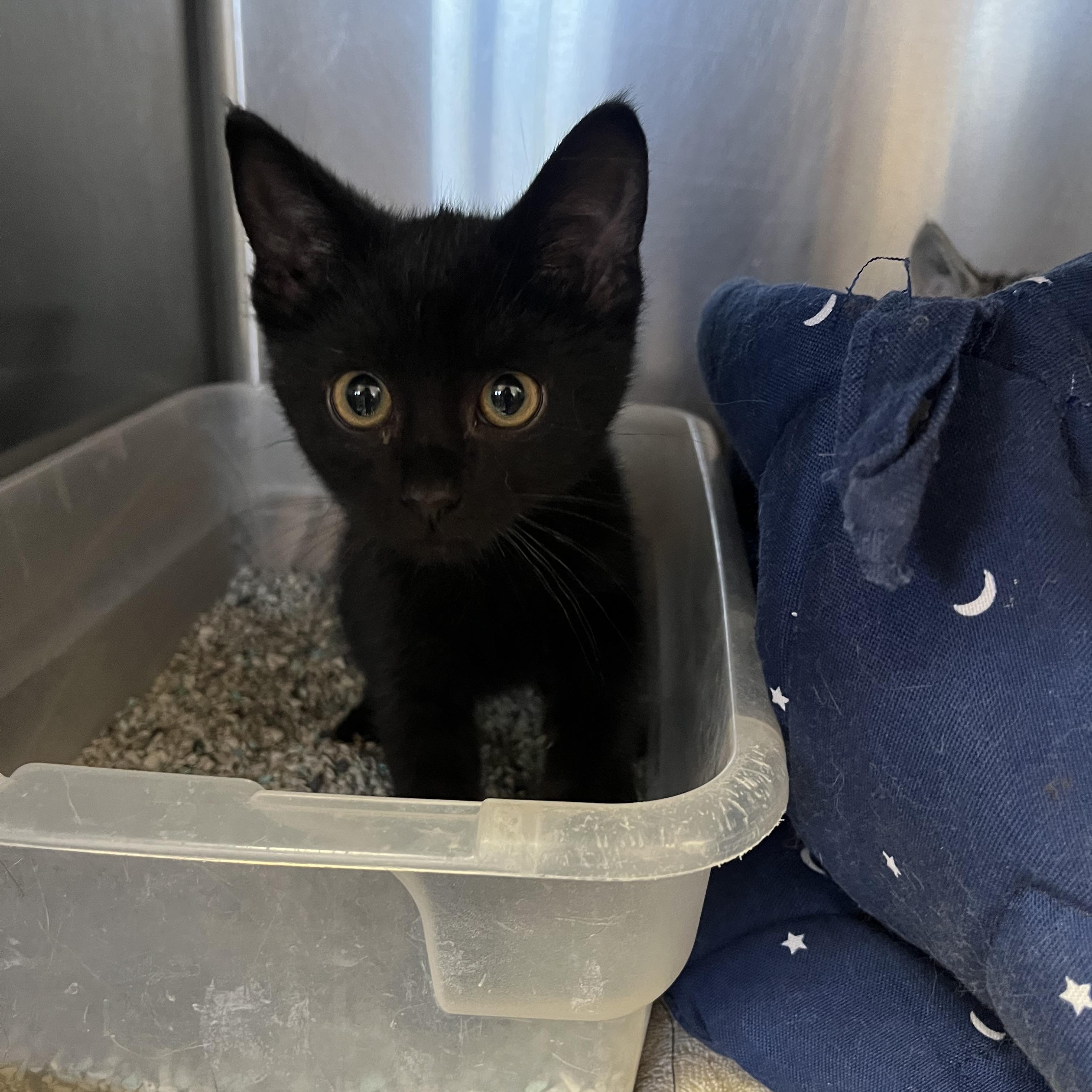 Bug, adopted, Kitten Male Domestic Short Hair.