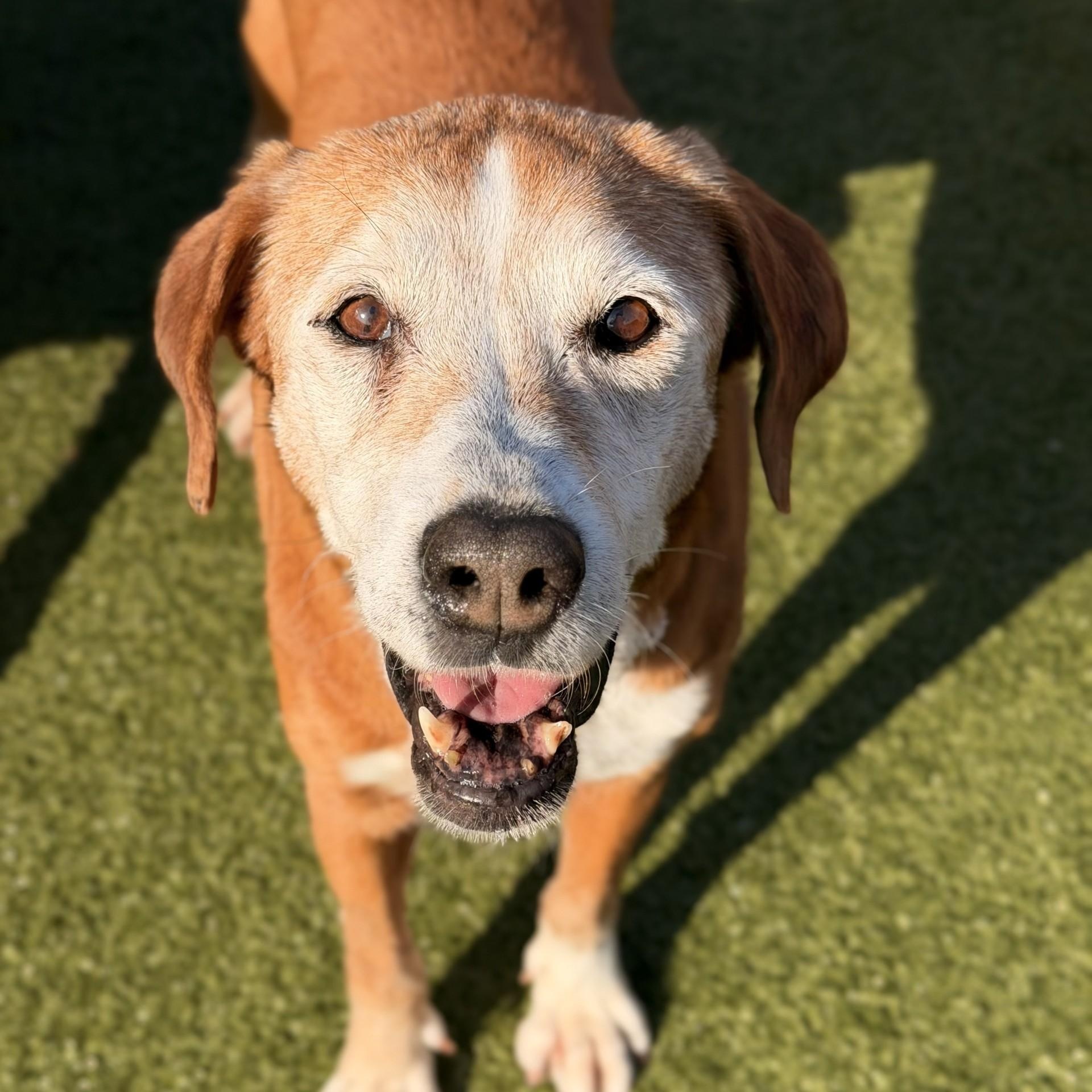 June Bug, adoptable, Senior Female Hound.