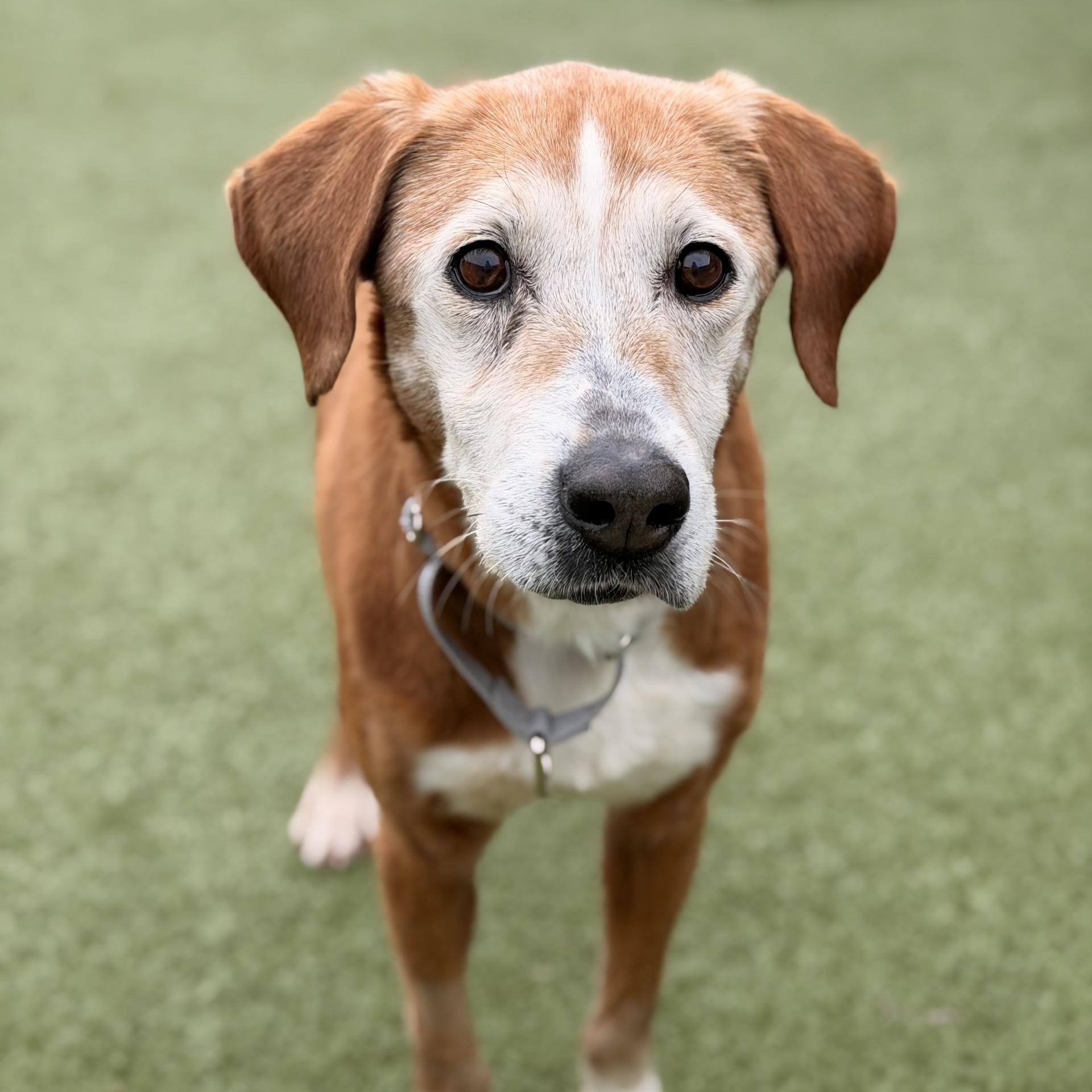 June Bug, an adoptable mixed breed in Mount Juliet, TN image 3/3