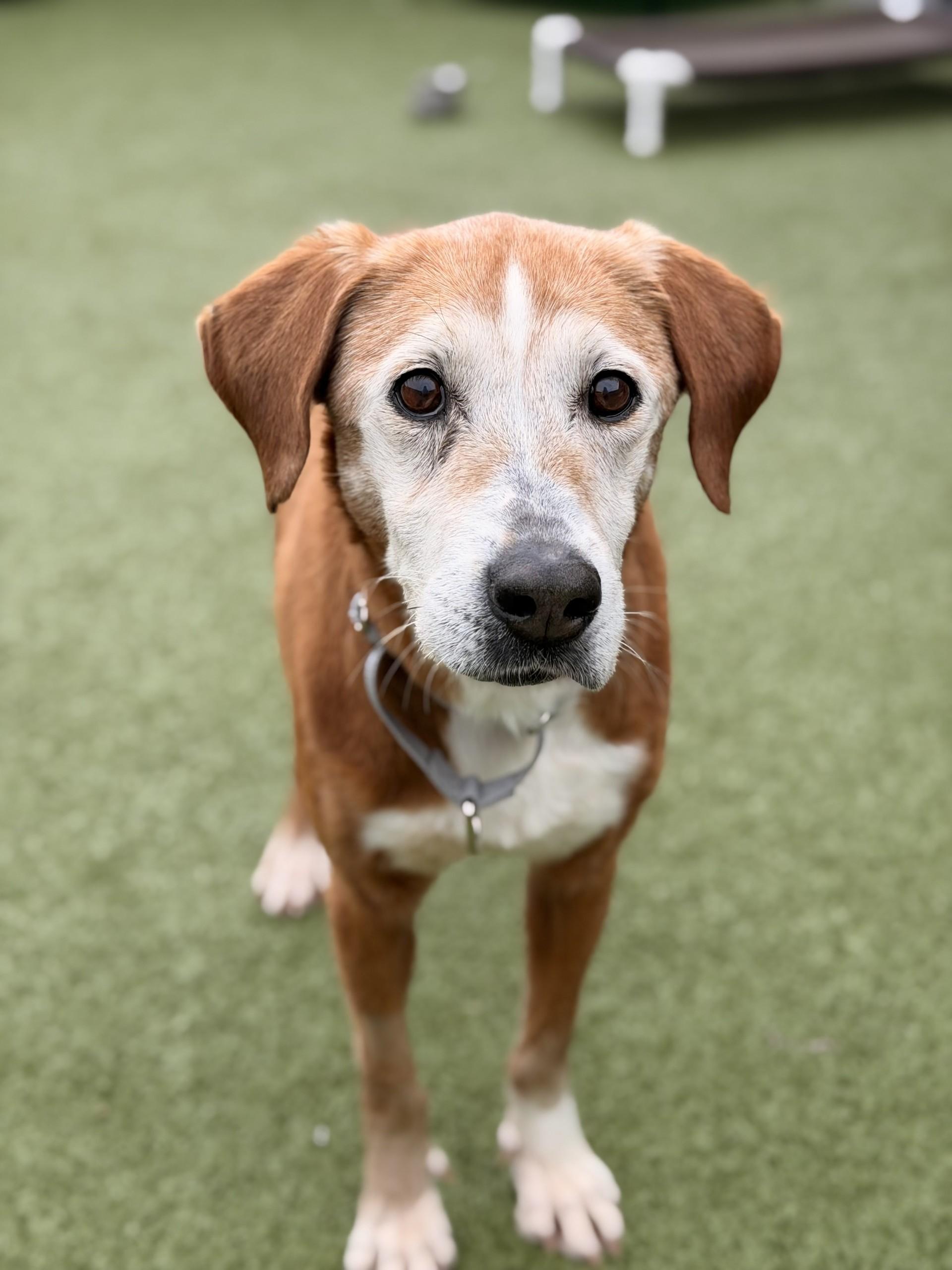Enlarge June-bug, a ADOPTABLE mixed breed in Mount Juliet, TN image 1/1