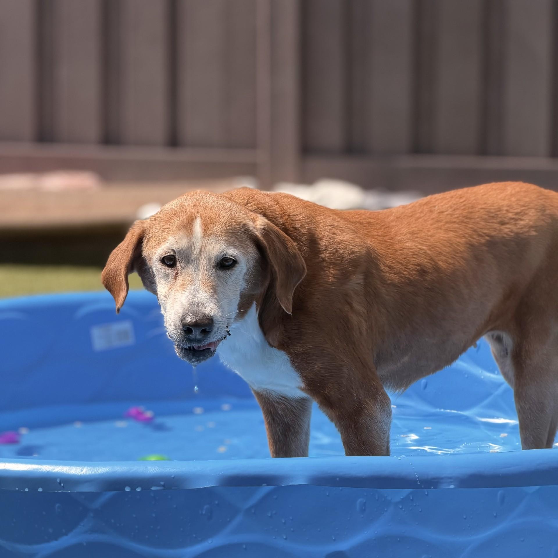 June Bug, an adoptable mixed breed in Mount Juliet, TN image 2/3