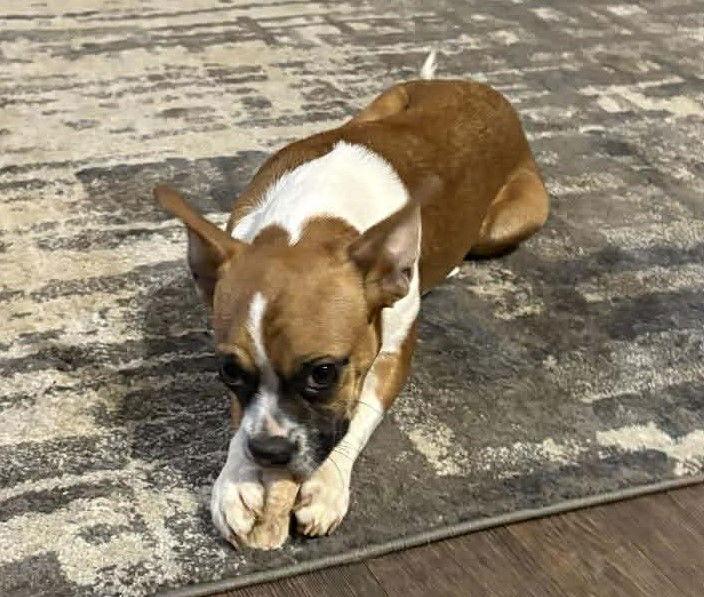 Hope - FOSTER OR ADOPT ME!!, Adoptable, Young Female Boxer.