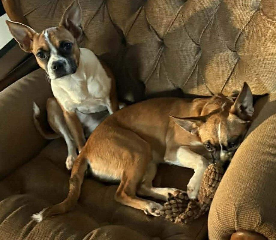 Enlarge Hope - FOSTER OR ADOPT ME!!, a Adoptable Boxer in Shakopee, MN image 2/3