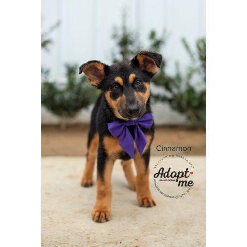 Cinnamon, a Adoptable mixed breed in Bakersfield, CA image 1/4