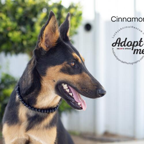 Cinnamon, Adoptable, Young Female German Shepherd Dog & Mixed Breed.