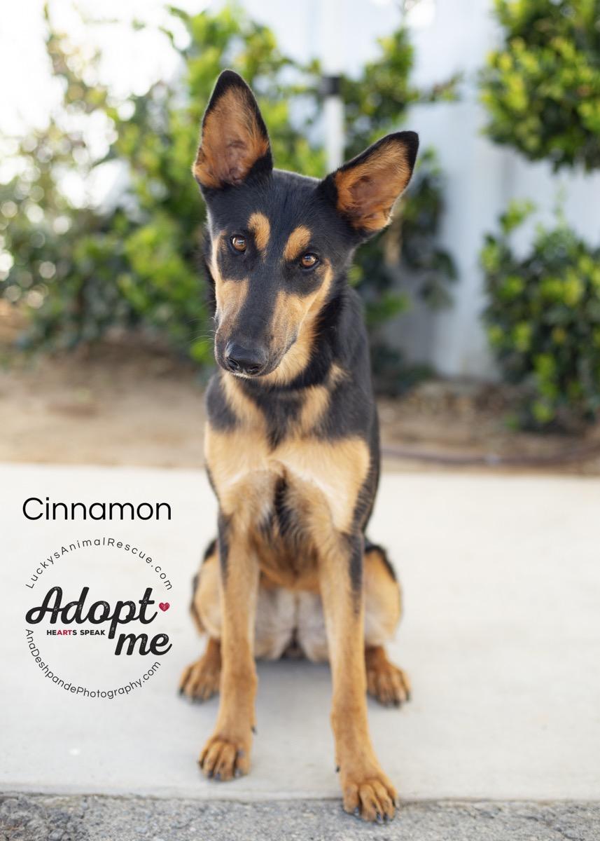 Cinnamon, Adoptable, Young Female German Shepherd Dog & Mixed Breed.