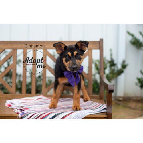 Cinnamon, a Adoptable mixed breed in Bakersfield, CA image 3/4