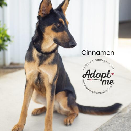 Cinnamon, a Adoptable mixed breed in Bakersfield, CA image 4/4