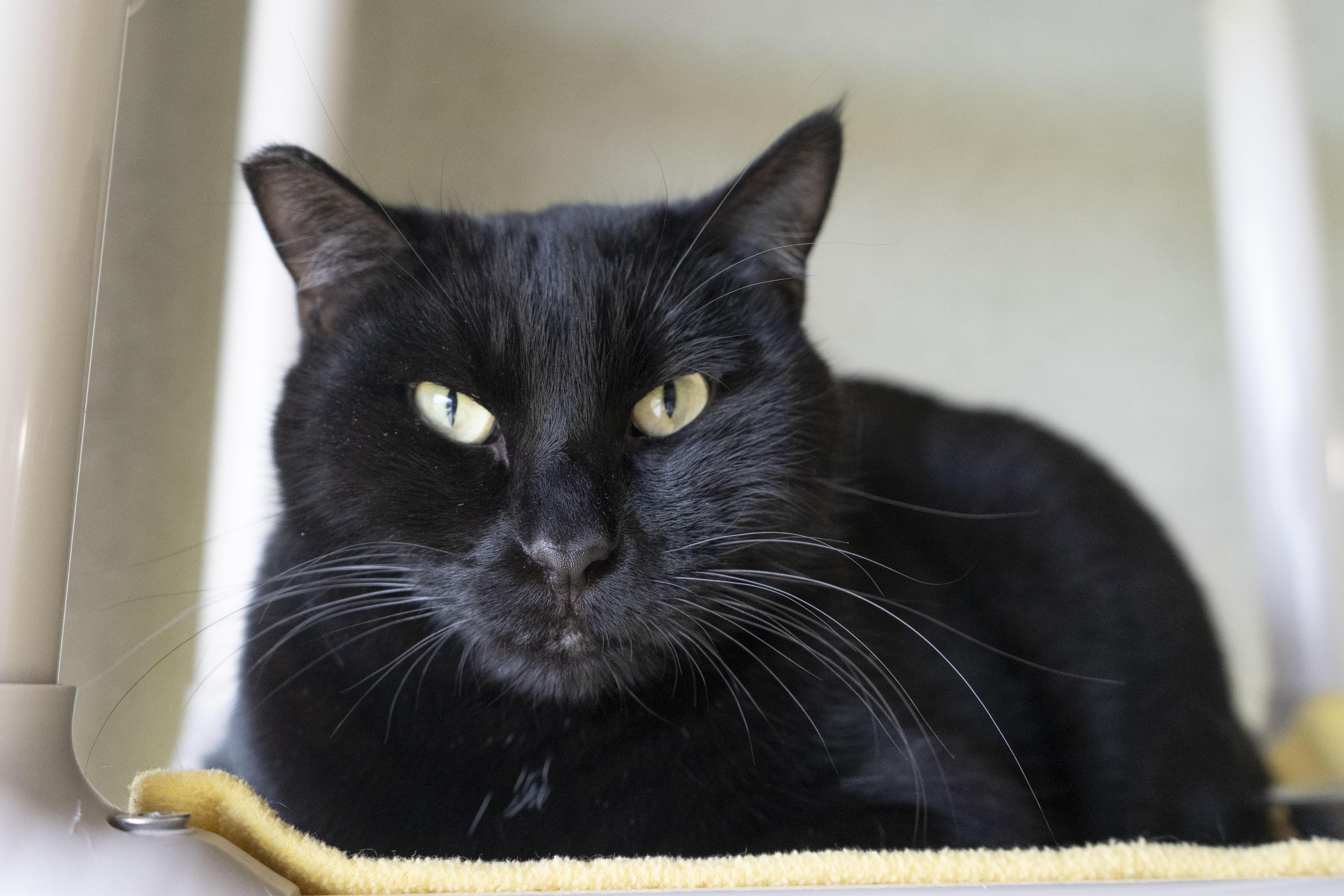 Hank, a ADOPTABLE Domestic Short Hair in Boise, ID image 2/3