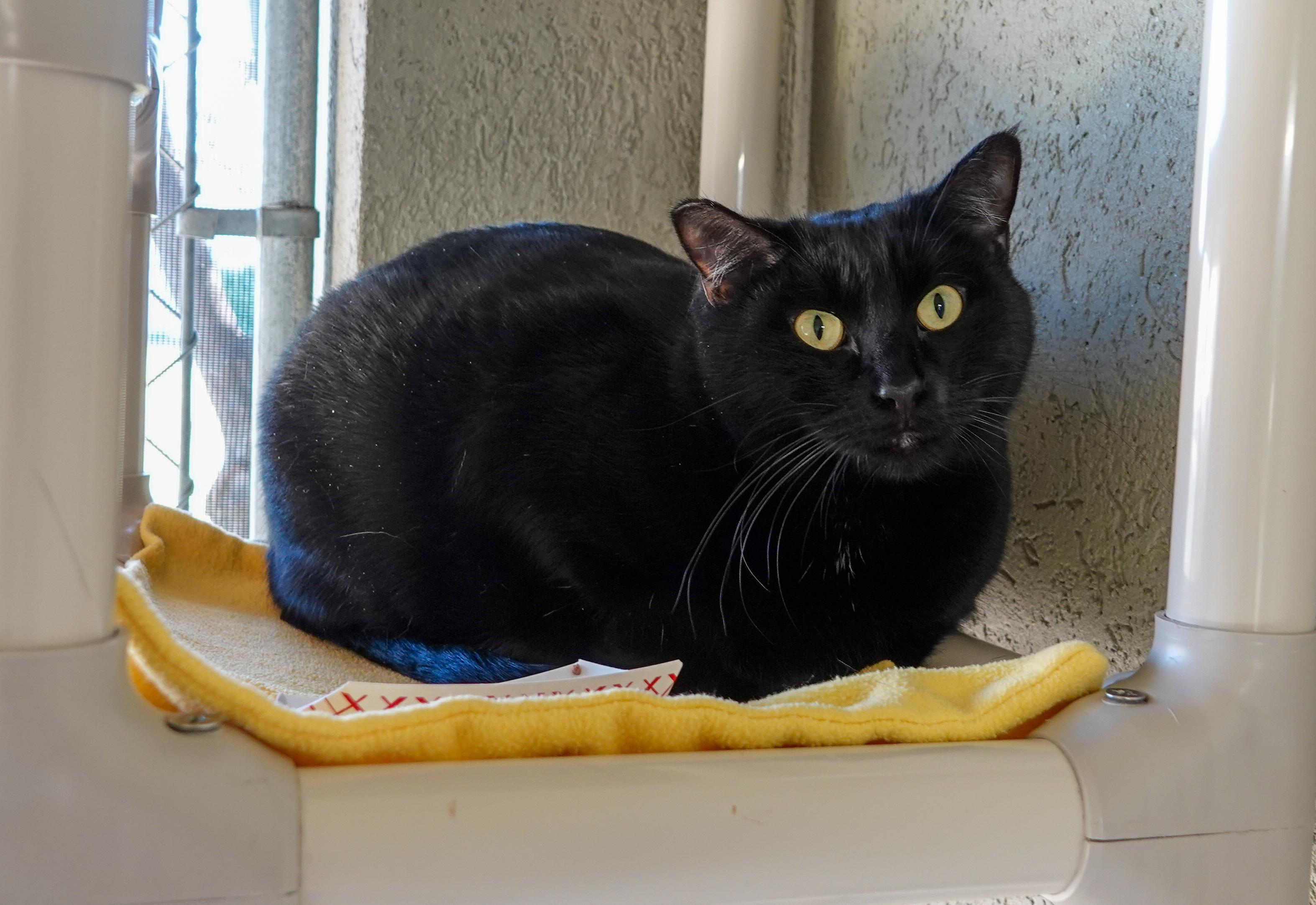 Hank, a ADOPTABLE Domestic Short Hair in Boise, ID image 3/3