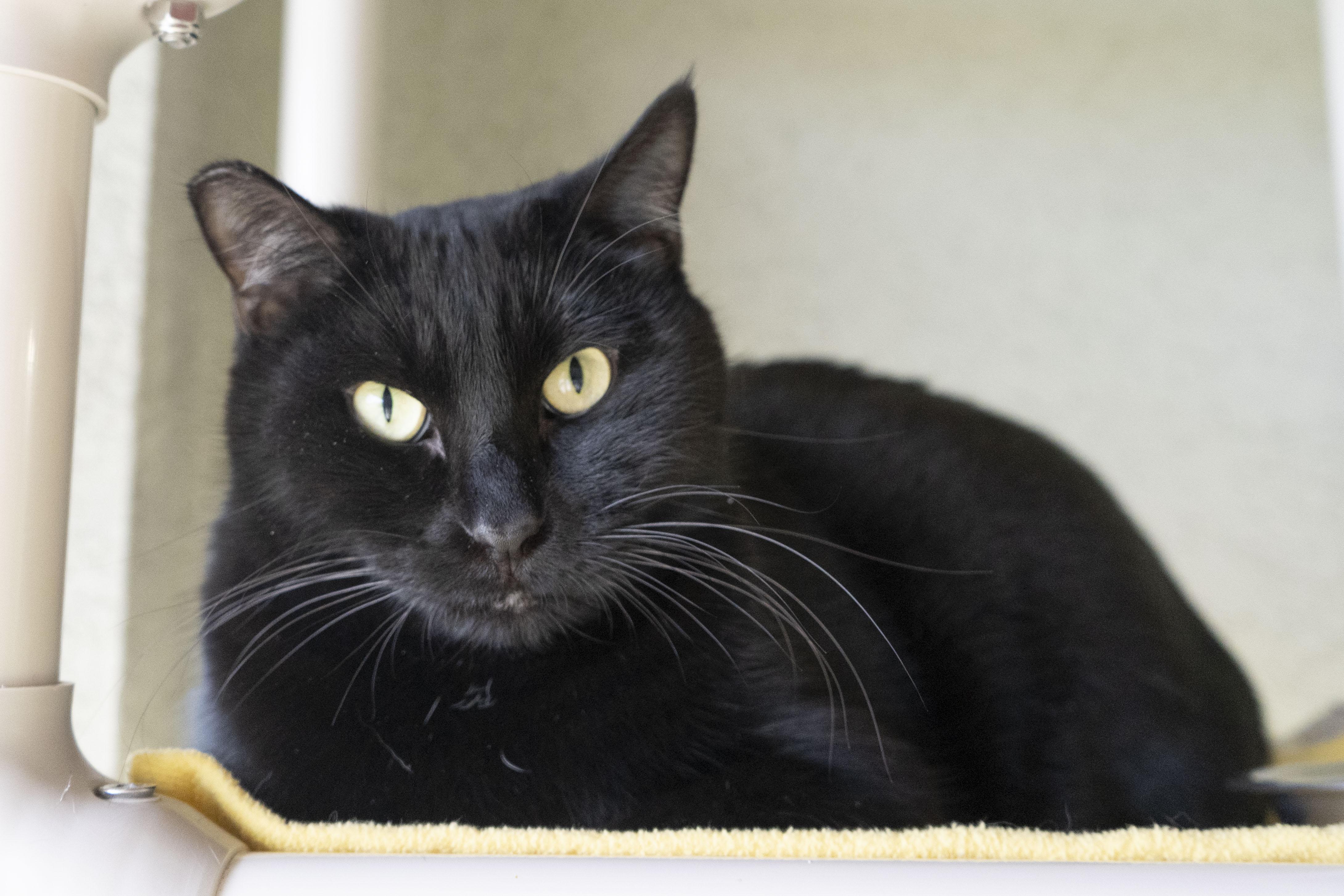 Hank, a ADOPTABLE Domestic Short Hair in Boise, ID image 1/3