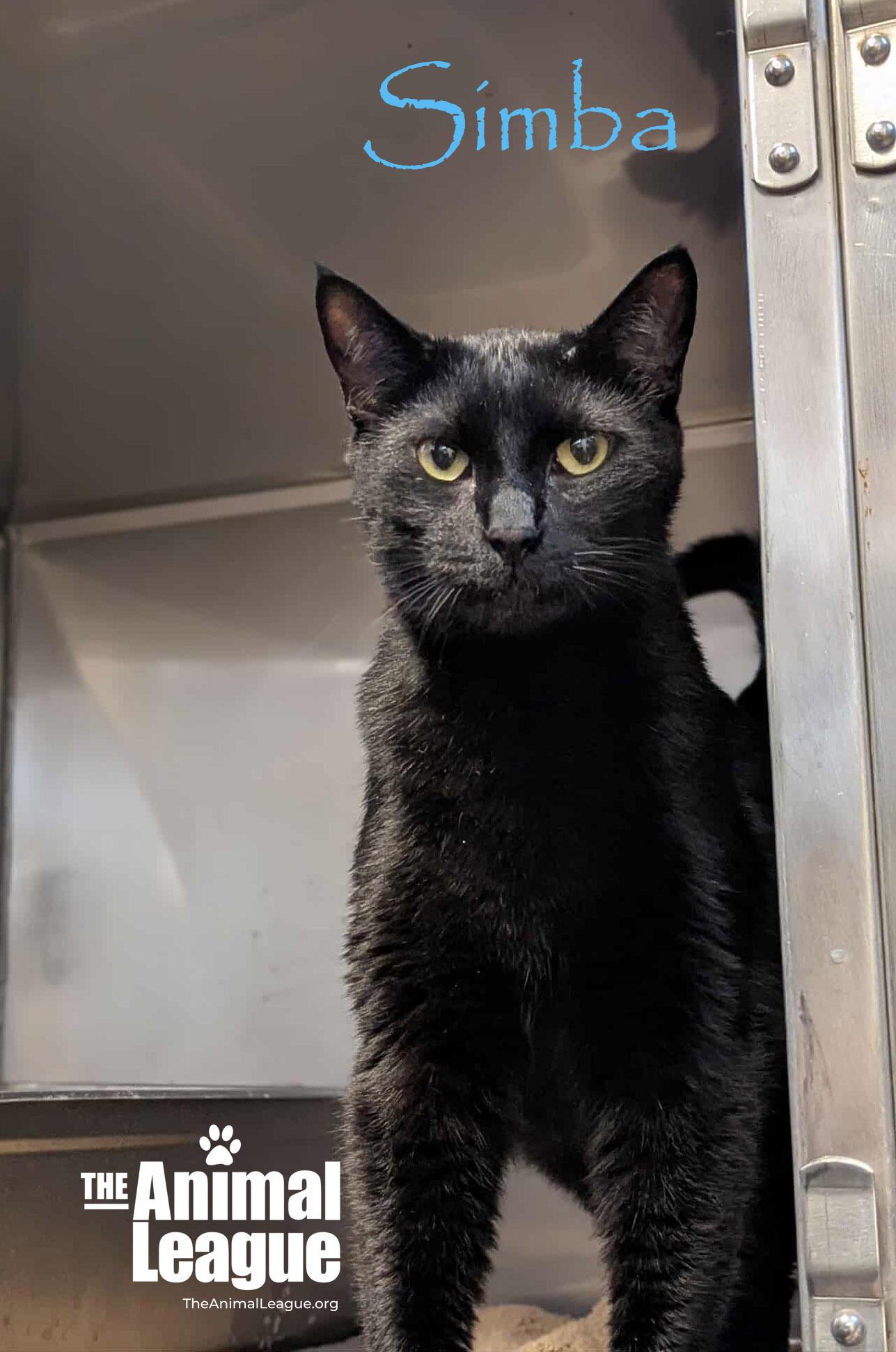 Simba, Adoptable, Adult Male Domestic Short Hair.