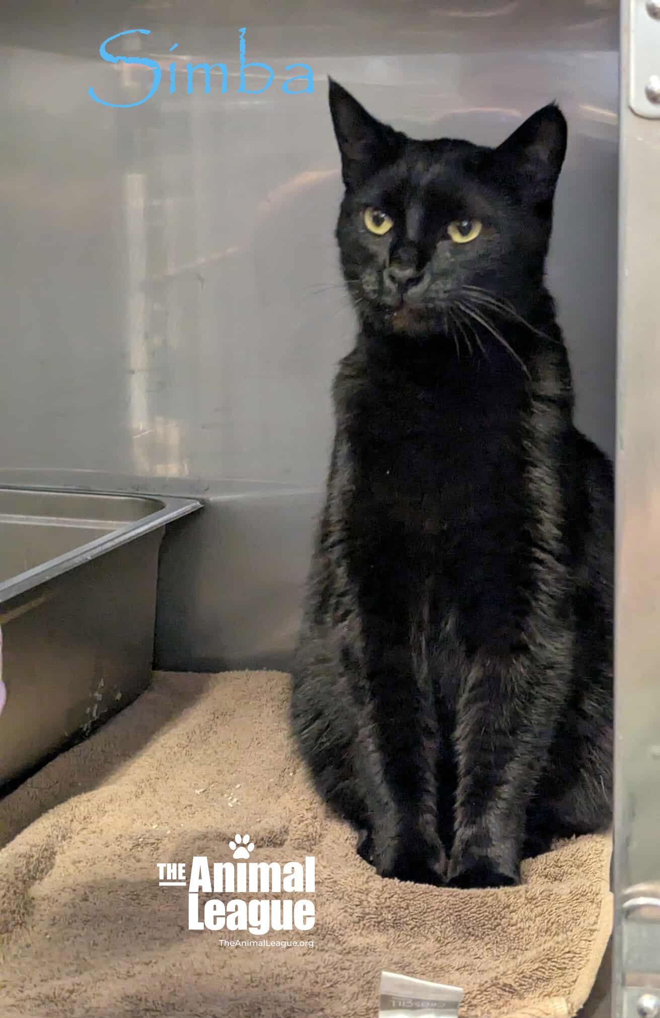 Simba, a Adoptable mixed breed in Clermont, FL image 3/4